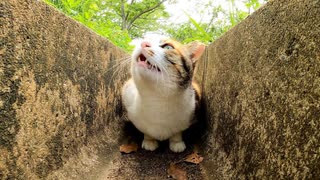 溝の中にいた三毛猫、近くに行くと出てきて膝の上に乗ってきた