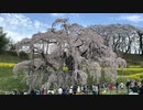 夢ねこ世界を喰らう #133 山形お花見紀行 置賜エリアの桜めぐり 米沢牛とスーファミつき