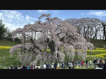 夢ねこ世界を喰らう #133 山形お花見紀行 置賜エリアの桜めぐり 米沢牛とスーファミつき