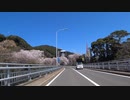 【２０２４　春】　福井県おおい町大島半島　バイクｄｅ　桜　by　MT-09 SP