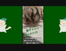 【 #フクロモモンガ 】喉元を怪我したの・・・【 #おはモモンガ 】