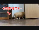好き勝手しすぎ…【野良猫】