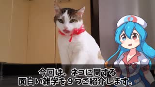 【動物雑学】ネコの面白い雑学９選！【雨晴はう】