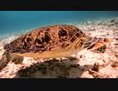 Swimming with sea turtles.　生嶋一生