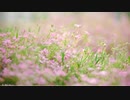 春を告げる Heralding Spring 【フリーBGM】