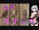 近所の鳥さん紹介日記＃8