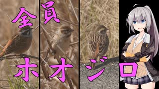 近所の鳥さん紹介日記＃8