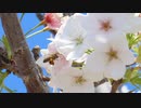 【２０２４　春】　福井県おおい町 県道1号線きのこの森近く　バイクｄｅ　桜　by　MT-09 SP