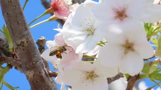 【２０２４　春】　福井県おおい町 県道1号線きのこの森近く　バイクｄｅ　桜　by　MT-09 SP