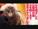 心を閉ざした心臓病の猫、6年かけて心を開く