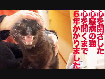 心を閉ざした心臓病の猫、6年かけて心を開く