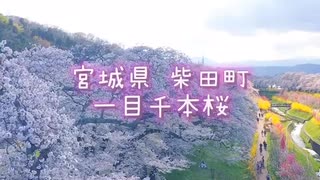 一目千本桜 2024春 (宮城県柴田町)