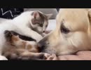 お友達の出産祝いに来たワンちゃん