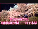【宮城の桜2024】船岡城址公園・一目千本桜 しばた桜まつり おおがわら桜まつり 2024/04/14