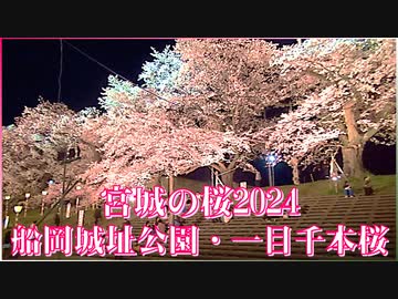 【宮城の桜2024】船岡城址公園・一目千本桜 しばた桜まつり おおがわら桜まつり 2024/04/14