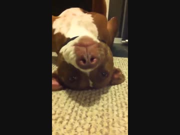 ホモと見る爪切りが嫌で倒れる犬