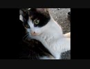 【ショート】里子に出た親友を撫でる猫