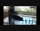 赤ちゃんなまず飼育日記 307日目