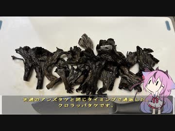 珍食材が食べたい！#183 クロラッパタケのシチュー