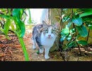 第50位：最初は恐る恐るだったが1度撫でられると甘えてくるようになった野良猫