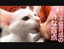 トラブル続きの子猫案件、意外な怪我の功名