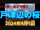 ハンターカブで行く！戸津辺の桜　2024年4月14日