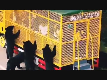 ホモと見る怖すぎる中国のクマ園