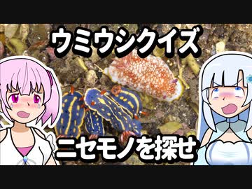 【琴葉姉妹？の磯遊び】ウミウシクイズ：ニセモノをさがせ！【VOICEROID解説】