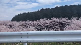 【休日の午後】車の中からお花見をするあい❤至る所に桜が咲いています✨