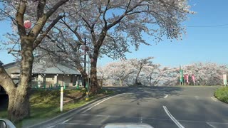 宮城県 加護坊山の桜並木