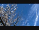 【歌ってみた】さよーならまたいつか！/米津玄師【u.s.】