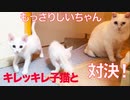 対決！スピードスター子猫vsもっさり珍獣