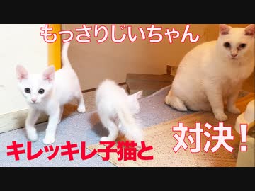 対決！スピードスター子猫vsもっさり珍獣