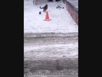 ネズミｖｓネコその１０