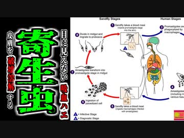 【2018年】最初は只のニキビだった…目に見えないほど小さなハエに噛まれ、原虫だらけのニキビが発生、潰瘍になりゾンビのような見た目になってしまった男性・・・『リーシュマニア症候群』 【ゆっくり解説】
