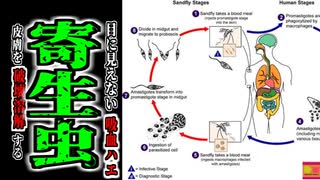 【2018年】最初は只のニキビだった…目に見えないほど小さなハエに噛まれ、原虫だらけのニキビが発生、潰瘍になりゾンビのような見た目になってしまった男性・・・『リーシュマニア症候群』 【ゆっくり解説】
