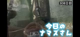 赤ちゃんなまず飼育日記 308日目