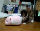 猫さん
