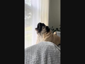 ホモと見る絶叫する大山のぶ代みたいな犬