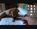 眠気まなこで大嫌いな風邪薬を飲んだ子猫の反応がこちらです