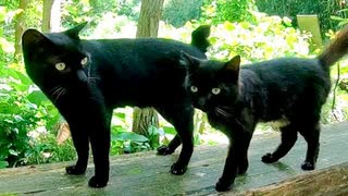 猫神社に行ったら神社をお守りする黒猫二人組に盛大に歓迎された