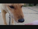 ミカン吸い込み機能付きメイリオ