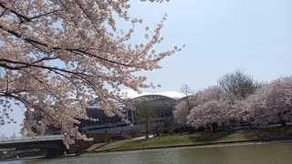 ビッグスワンの桜【新潟】