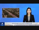 自滅を加速させる中共の邪悪な本質