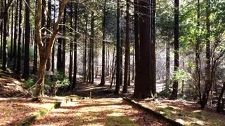 檜の森で空気と香りに癒されよう／加藤健士朗