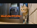 ヤツの方が上手でした…【野良猫】
