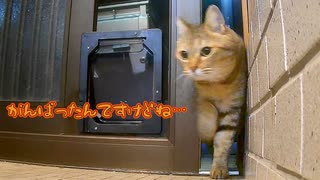 ヤツの方が上手でした…【野良猫】