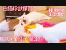 白い保護子猫たち、珍獣に世界の理不尽を学ぶ