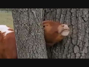 ホモと見るなぜか木に挟まってしまう牛