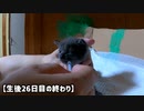 子猫の左目に異変「離乳食が原因？」母猫は風邪薬で鳴く子猫を心配して見えない所に連れて行く【生後26日目の終わり】